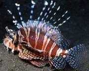 Dendrochirus zebra Резултат от д...