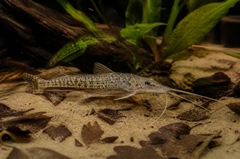 Dianema longibarbis Сов от отвор