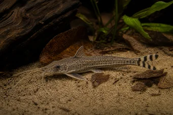 Dianema urostriata Райета