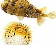 Diodon holocanthus Thorny вентилат�...