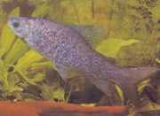 Distichodus notospilus Дистихнес-ше�...