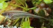 Eigenmannia virescens Стъклени ножове риба