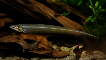 Eigenmannia virescens Стъклени ножове риба