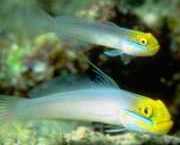 Eleotrides strigatus Сини бузи на �...