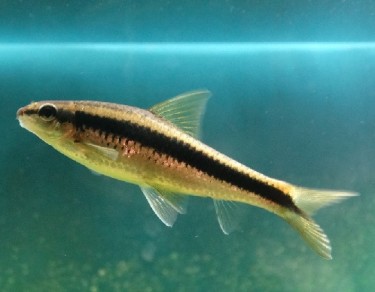 Epalzeorhynchus siamensi... Сиамска вола�...