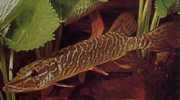 Esox lucius Европа щука