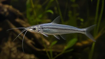 Eutropiellus debauwi Eutropiellus degauwi