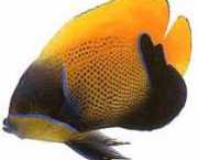 Euxiphipops navarchus Японско съби�...