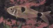 Exodon paradoxus Tetra-Tiger с две петна