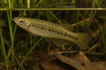 Fundulus chrysotus Кили със златни уши