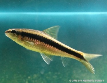 Garra cambodgiesis Pièrres облизва