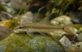 Garra cambodgiesis (Pièrres облизва)