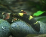 Garra Flavatra Панда Гара