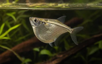Gasteropelecus sternicla (Сребро)