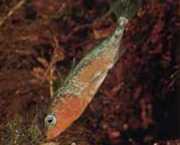 Gasterosteus aculeatus linne Стичане