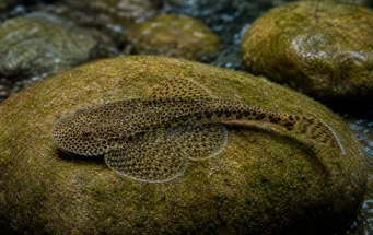 Gastromyzon punctulatus (Пунктуриран лош)