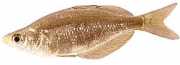 Glossolepis incisus Нова Гвинея д...