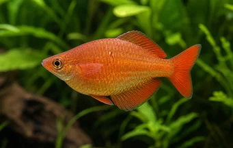 Glossolepis incisus Нова Гвинея дъгова риба