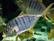 Gnathanodon speciosus Камериер