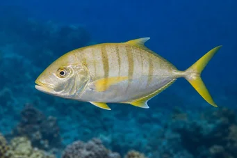 Gnathanodon speciosus Камериер