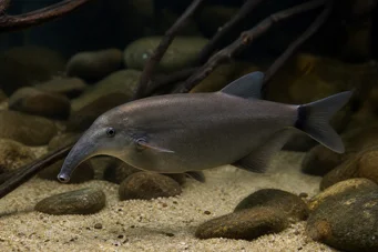 Gnathonemus elephas Триколор