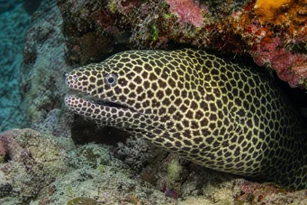Gymnothorax favagineus Леопардова стена