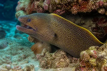 Gymnothorax flavimarginatus Жълта ръб стена