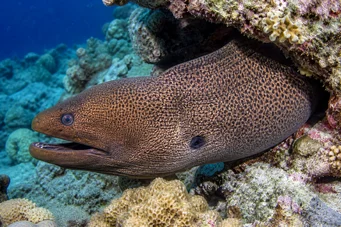 Gymnothorax javanicus Гигантска стена