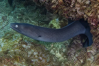 Gymnothorax monochrous Сива стена