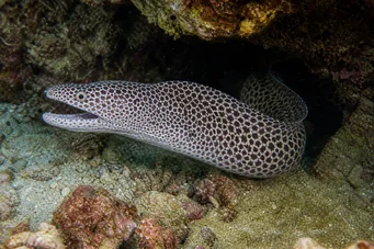 Gymnothorax rueppelliae Жълта табла