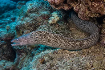Gymnothorax undulatus Вълнала стена