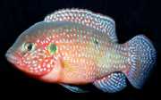 Hemichromis lifalili Червена Акара