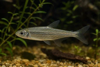 Hemigrammocharax multifasciatus