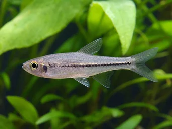 Hemigrammopetersius barnadi Барнард Тетра