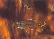 Hemigrammopetersius caud... Конго тетра с...