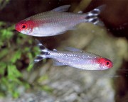 Hemigrammus bleheri Червена уста тетра