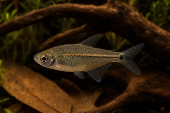 Hemigrammus hyanuary (Зелен неонов или тетра-Костело)