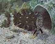 Hemipteronotus taeniouru... Маскиран Лаб�...