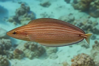 Hemipteronotus taeniourus Маскиран Лабре