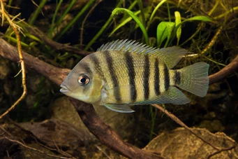 Cichlosoma nigrofasciatum