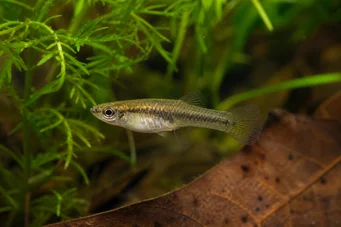 Heterandria formosa Риба на комари