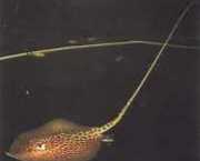 Himantura oxyrhynchus Индо-австрал�...