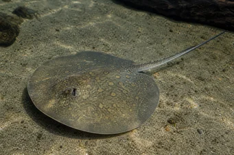 Himantura oxyrhynchus