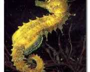 Hippocampus guttulatus Средиземномо...