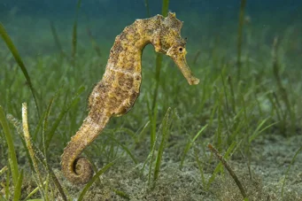 Hippocampus guttulatus (Средиземноморски хипокампус)