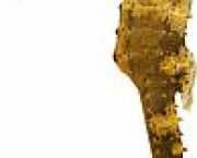 Hippocampus kuda Позлатен хип�...