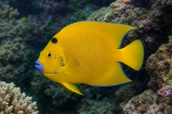 Holacanthus trimaculatus Три петна