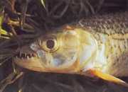 Hydrocynus vittatus Характеристики