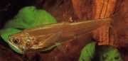 Hydrolycus scomberoides Tetra-Loup, характеристики