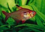 Hyphessobrycon callistus Руби от Парагвай